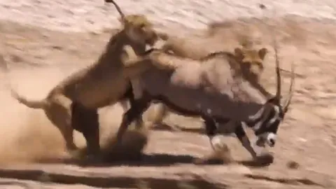 CLIP: Đi săn linh dương sừng kiếm, 2 con sư tử nhận cái kết 'muối mặt'