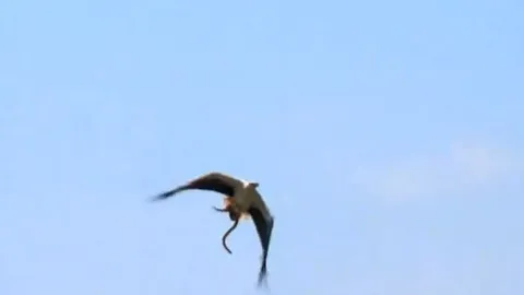 CLIP: Rắn cạp nia biển 'tự tử' sau khi bị đại bàng bắt được 