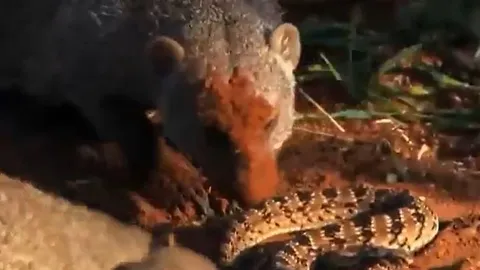 CLIP: Rắn kịch độc chết tức tưởng vì đi lạc vào lãnh địa của cầy mangut