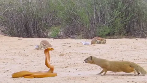 CLIP: Màn tử chiến đầy gay cấn của giữa sóc đất, rắn hổ mang và cầy mangut 