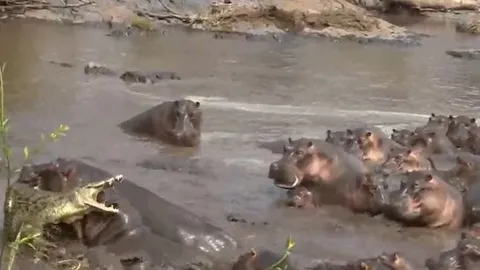 CLIP: Lọt vào vòng vây của 30 con hà mã, cá sấu nhận cái kết cực kỳ đau đớn
