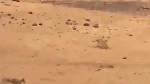 CLIP: Bị 7 con sư tử truy sát, lợn bướu có màn 'bẻ lái' cực kỳ ngoạn mục nhưng cái kết mới gây chú ý