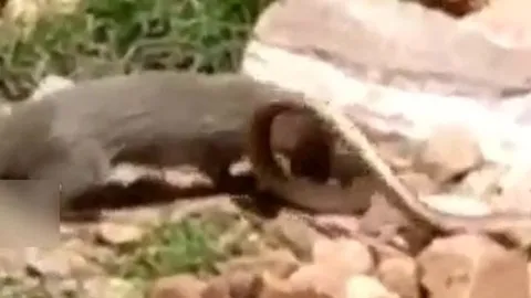 CLIP: Đụng độ cầy mangut, rắn hổ mang bị kẻ thù xé xác không thương tiếc