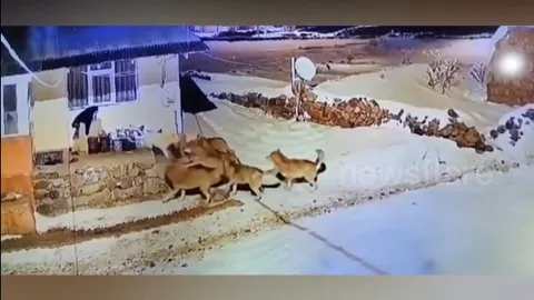 CLIP: Chó nhà dũng cảm đơn độc chống lại bầy sói, cái kết đầy bất ngờ