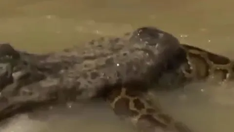 CLIP: Đối đầu với cá sấu, trăn gấm bị xé xác không thương tiếc