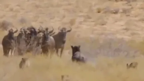 CLIP: Dù bị thương, linh dương đầu bò vẫn đủ sức 'cân' 4 con báo săn