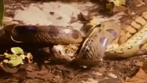 CLIP: Đang đi dạo, cá sấu Caiman bị trăn gấm xơi tái