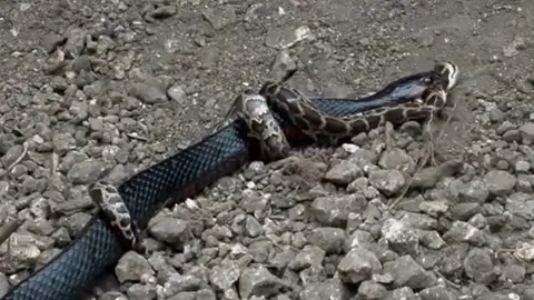 CLIP: Đụng độ rắn chàm phương Đông, trăn gấm bị kẻ thù xơi tái