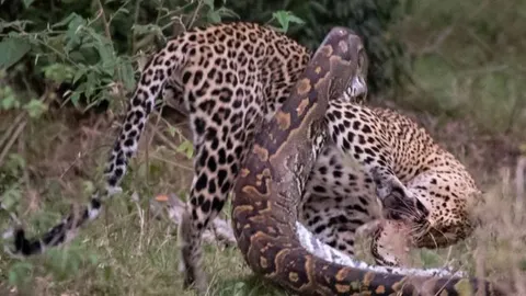 CLIP: Mãn nhãn trước màn tử chiến đầy gay cấn của trăn đá châu Phi khổng lồ và báo hoa mai