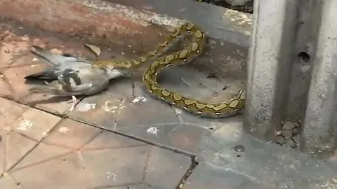 CLIP: Trăn liều lĩnh, đoạt mạng chim bồ câu ngay giữa đường phố