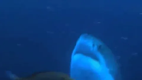 CLIP: 'Ớn lạnh' trước cảnh cá mập trắng xé xác hải cẩu