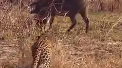 CLIP: Báo hoa mai chơi trò 'trốn tìm' với lợn bướu và cái kết khiến người xem phì cười