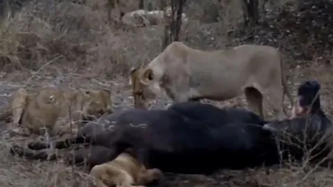 CLIP: 'Xẻ thịt' trâu rừng, sư tử nhận ngay 'quả báo'