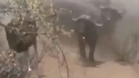 CLIP: Thấy đồng loại bị sư tử tấn công, '500 con trâu rừng' kéo tới trả thù và cái kết 