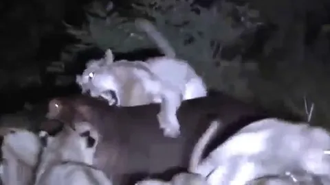 CLIP: 15 con sư tử rủ nhau đi săn hà mã và cái kết đầy đau đớn cho kẻ đi săn