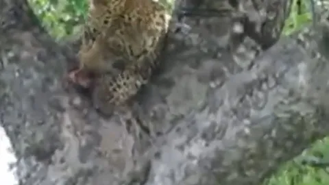 CLIP: Báo hoa mai trèo tót lên cây săn trăn đá châu Phi và cái kết