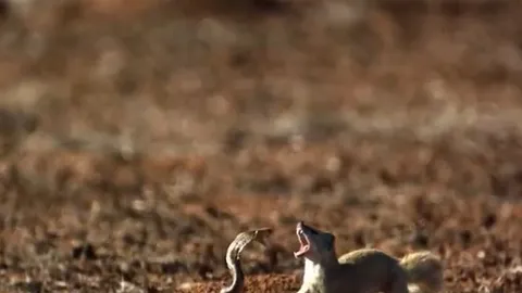 CLIP: Sóc đất và cầy mangut hợp tác 'xử' rắn hổ mang và cái kết gây chú ý