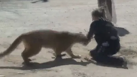 CLIP: Nữ cảnh sát dùng tay không chống trả sư tử và cái kết