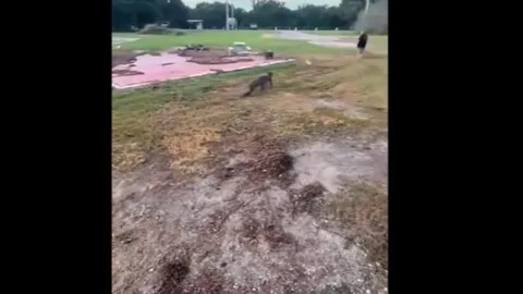 CLIP: Trâu rừng dũng mãnh húc bay sư tử để giải cứu thằn lằn