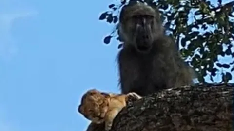 CLIP: Khỉ đầu chó bắt cóc sư tử con đem lên cây và cái kết