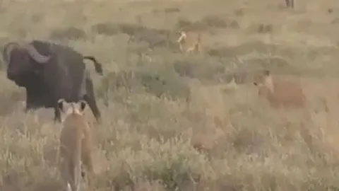 CLIP: Đi săn trâu rừng gặp ngay 'thứ dữ', đàn sư tử nhận ngay cái kết nhục nhã