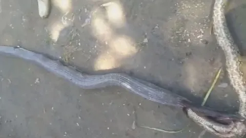 CLIP: Nuốt trăn vua, rắn hổ mang chúa nhận ngay 'quả báo'