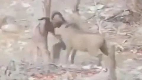 CLIP: Rơi vào tay lợn rừng, khỉ đầu chó bỏ mạng thương tâm