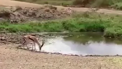 CLIP: Bị sư tử truy sát, linh dương có màn bẻ lái ngoạn mục khiến kẻ đi săn 'bẽ mặt'