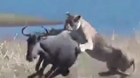 CLIP: Chủ động tấn công sư tử, linh dương đầu bò nhận cái kết đầy đau đớn