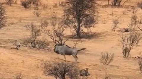 CLIP: Linh dương đầu bò một mình chống trả 2 con báo săn và cái kết mỹ mãn