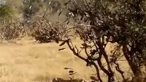 CLIP: Săn được đại bàng, báo hoa mai không ăn thịt mà vội vàng bỏ đi