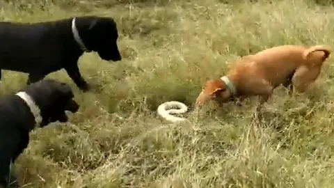 CLIP: 3 con chó nhà hợp sức tấn công rắn hổ mang và cái kết đầy đau đớn cho loài bò sát