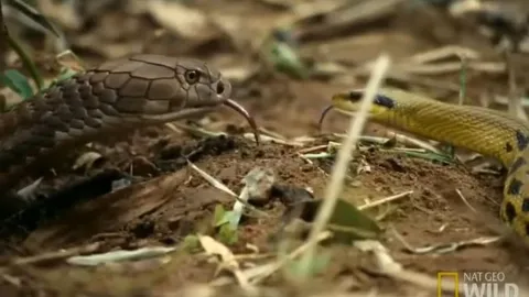 CLIP: Mãn nhãn trước màn tử chiến đầy gay cấn giữa trăn gấm và rắn hổ mang chúa 'khổng lồ'