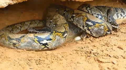CLIP: Đi vào tổ trứng cá sấu kiếm ăn, số phận trăn gấm sẽ ra sao?