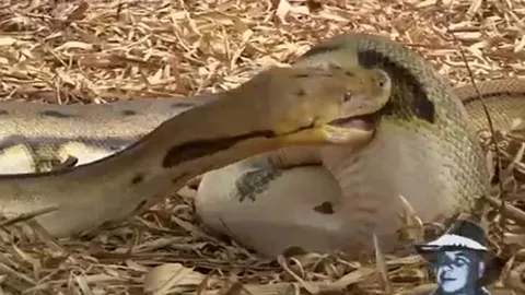 CLIP: Đói quá hóa điên, trăn gấm tự nuốt chính mình