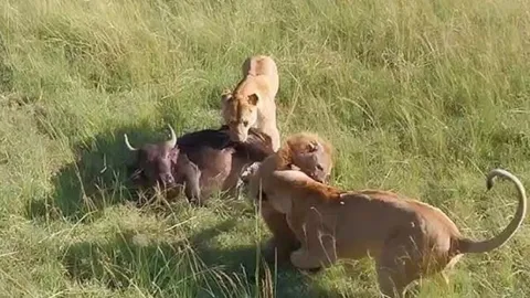 CLIP: ‘Vua lì đòn’ linh cẩu đòi cướp mồi của sư tử và cái kết đắng chát