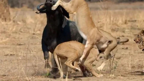 CLIP: Bị đàn sư tử tấn công, trâu rừng liều chết phản kháng đầy kịch tính