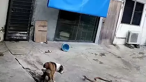 CLIP: Thấy rắn hổ mang lẻn và sân, chó nhà ra nghênh đón và cái kết