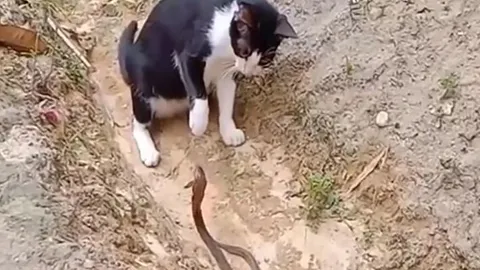 CLIP: Mèo 'tung chiêu độc' khiến rắn hổ mang 'co giò' bỏ chạy