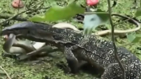 CLIP: Đụng độ kỳ đà Monitor, rắn hổ mang chúa chết thảm