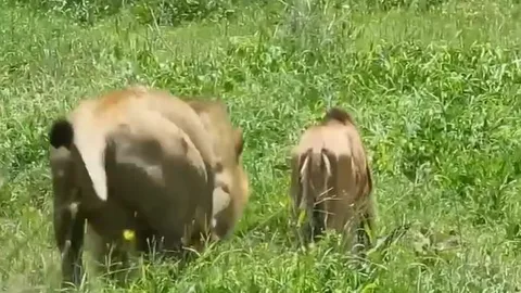 CLIP: Mải mê gặp cỏ, linh dương đầu bò bị sư tử 'xơi tái' cho tích tắc