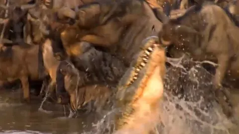 CLIP: Đang uống nước, linh dương đầu bò bị cá sấu kéo xuống và cái kết