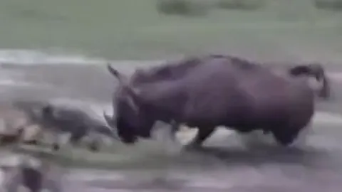 CLIP: Đi săn linh dương đầu bò, chó hoang châu Phi bị con mồi húc chết