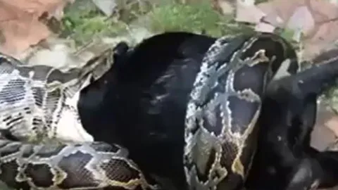 CLIP: Tham lam nuốt chửng dê núi, trăn ngấm suýt chết