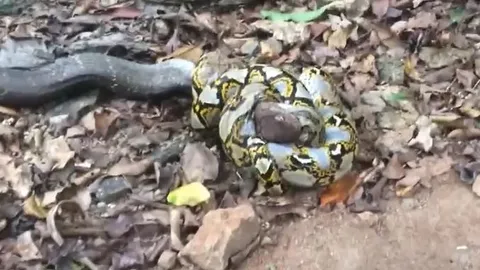 CLIP: Dù sắp mất mạng do trúng nọc độc của rắn hổ mang chúa, trăn gấm vẫn khiến đối thủ chết theo mình