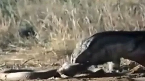 CLIP: Đối đầu với rồng Komodo, rắn hổ mang chúa 'khủng' nhận cái kết đầy đau đớn