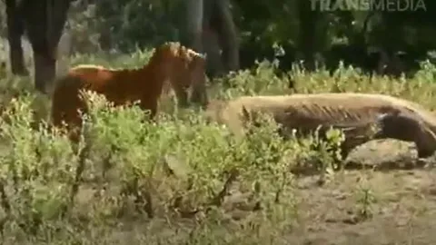 CLIP: Bị rồng Komodo cắn, dê núi nổi điên húc lại và cái cái khó đoán