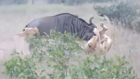 CLIP: Bị 2 con sư tử hạ gục, linh dương đầu bò hóa điên, 'hành' cho kẻ đi săn 'ra bã'