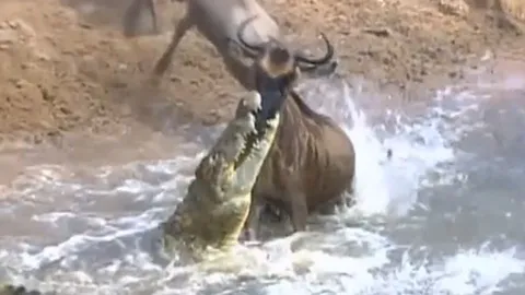 CLIP: Bị cá sấu ngoạm chặt đầu, linh dương đầu bò vẫn thoát chết ngoạn mục