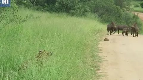 CLIP: Báo đốm 'chơi trốn tìm' với lợn rừng và cái kết